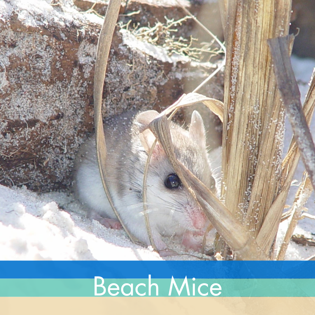Beach Mice